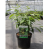 CHIMONANTHUS praecox En pot de 3-4 litres buisson hauteur 030-040 cm