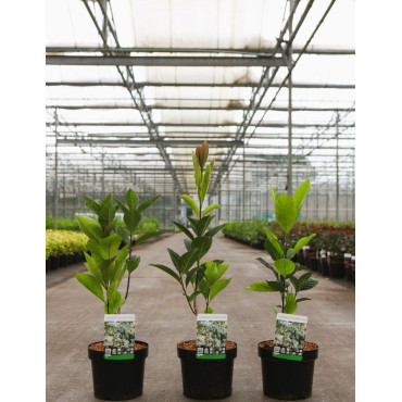 CHIONANTHUS retusus En pot de 3-4 litres buisson hauteur 030-040 cm