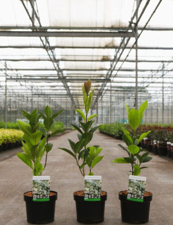CHIONANTHUS retusus En pot de 3-4 litres buisson hauteur 030-040 cm