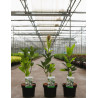 CHIONANTHUS retusus En pot de 3-4 litres buisson hauteur 030-040 cm