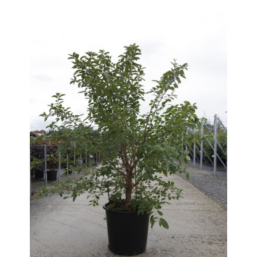 CHIONANTHUS retusus En pot de 35-50 litres buisson hauteur 125-150 cm