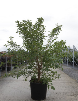 CHIONANTHUS retusus En pot de 35-50 litres buisson hauteur 125-150 cm