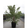CHIONANTHUS retusus En pot de 35-50 litres buisson hauteur 125-150 cm