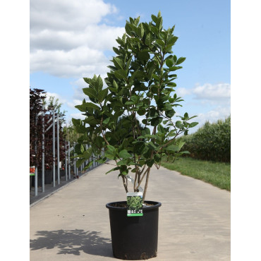 CHIONANTHUS virginicus En pot de 25-30 litres buisson hauteur 100-125 cmm
