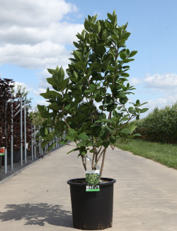 CHIONANTHUS virginicus En pot de 25-30 litres buisson hauteur 100-125 cmm