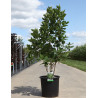 CHIONANTHUS virginicus En pot de 25-30 litres buisson hauteur 100-125 cmm