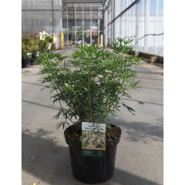 CHOISYA WHITE DAZZLER En pot de 7-10 litres buisson hauteur 040-060 cm