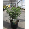 CHOISYA WHITE DAZZLER En pot de 7-10 litres buisson hauteur 040-060 cm