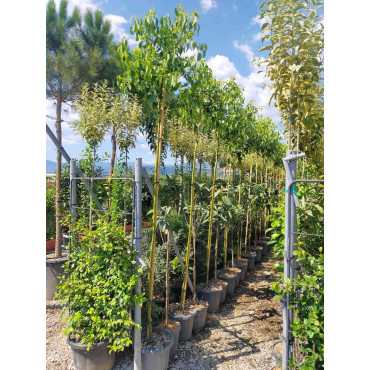 CINNAMOMUM camphora En pot de 25-30 litres tige hauteur du tronc 190-210 cm circonférence du tronc 10-12 cm
