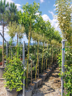 CINNAMOMUM camphora En pot de 25-30 litres tige hauteur du tronc 190-210 cm circonférence du tronc 10-12 cm