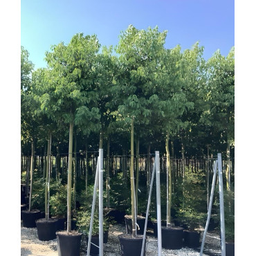 CINNAMOMUM camphora En pot de 70-90 litres tige hauteur du tronc 190-210 cm circonférence du tronc 14-16 cm