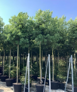 CINNAMOMUM camphora En pot de 70-90 litres tige hauteur du tronc 190-210 cm circonférence du tronc 14-16 cm