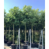 CINNAMOMUM camphora En pot de 70-90 litres tige hauteur du tronc 190-210 cm circonférence du tronc 14-16 cm