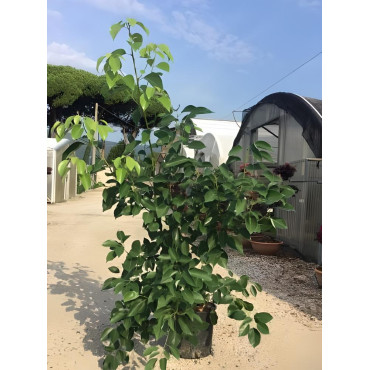 CINNAMOMUM camphora En pot de 15-20 litres buisson hauteur 080-100 cm