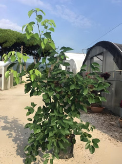 CINNAMOMUM camphora En pot de 15-20 litres buisson hauteur 080-100 cm