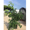 CINNAMOMUM camphora En pot de 15-20 litres buisson hauteur 080-100 cm