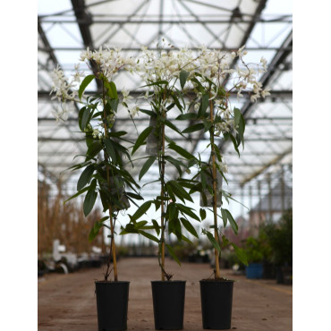 CLEMATIS armandii En pot de 2-3 litres hauteur 080-100 cm