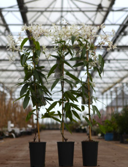 CLEMATIS armandii En pot de 2-3 litres hauteur 080-100 cm