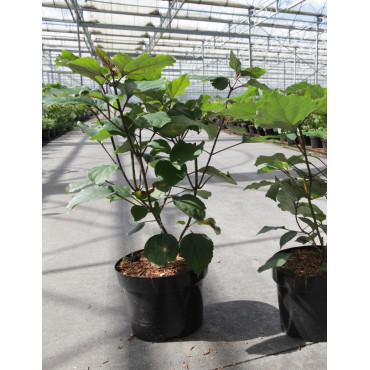 CLERODENDRUM bungei En pot de 3-4 litres buisson hauteur 030-040 cm
