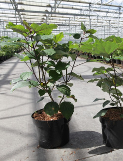 CLERODENDRUM bungei En pot de 3-4 litres buisson hauteur 030-040 cm