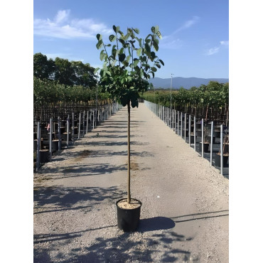 COGNASSIER En pot de 15-20 litres tige hauteur du tronc 110-130 cm