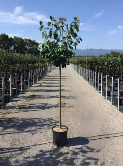 COGNASSIER En pot de 15-20 litres tige hauteur du tronc 110-130 cm