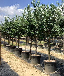 COGNASSIER En pot de 70-90 litres tige hauteur du tronc 090-110 cm circonférence du tronc 14-16 cm