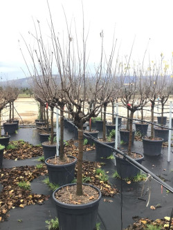 COGNASSIER En pot de 70-90 litres tige hauteur du tronc 090-110 cm circonférence du tronc 16-18 cm