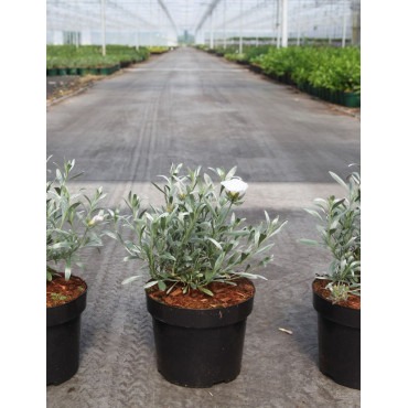 CONVOLVULUS cneorum En pot de 3-4 litres buisson