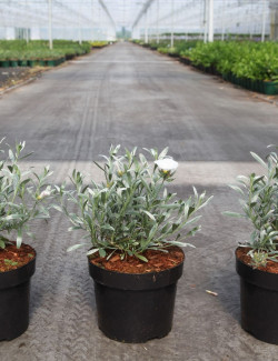 CONVOLVULUS cneorum En pot de 3-4 litres buisson