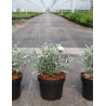 CONVOLVULUS cneorum En pot de 3-4 litres buisson
