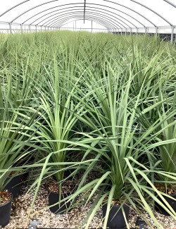 CORDYLINE australis En pot de 10-12 litres hauteur 060-080 cm