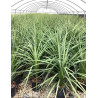 CORDYLINE australis En pot de 10-12 litres hauteur 060-080 cm
