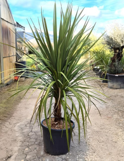 CORDYLINE australis En pot de 35-50 litres hauteur 150-175 cm