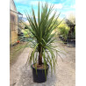 CORDYLINE australis En pot de 35-50 litres hauteur 150-175 cm