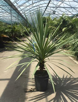 CORDYLINE australis En pot de 30-35 litres hauteur 125-150 cm