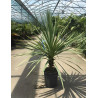 CORDYLINE australis En pot de 30-35 litres hauteur 125-150 cm