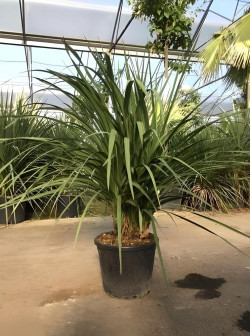 CORDYLINE australis En pot de 35-50 litres cépée hauteur 125-150 cm