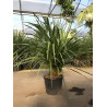 CORDYLINE australis En pot de 35-50 litres cépée hauteur 125-150 cm