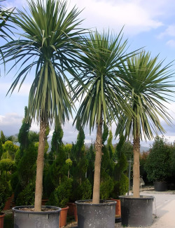 CORDYLINE australis
