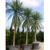CORDYLINE australis