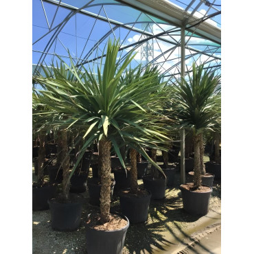 CORDYLINE australis En pot de 110-130 litres hauteur 200-250 cm
