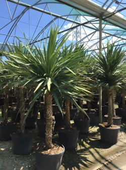 CORDYLINE australis En pot de 110-130 litres hauteur 200-250 cm