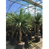 CORDYLINE australis En pot de 110-130 litres hauteur 200-250 cm