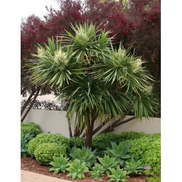 CORDYLINE australis