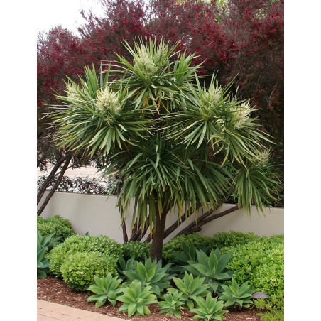 CORDYLINE australis