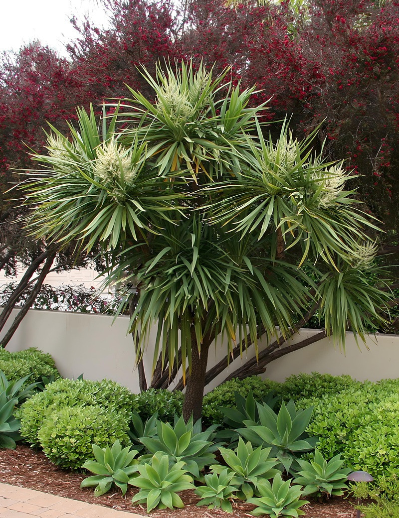 CORDYLINE australis