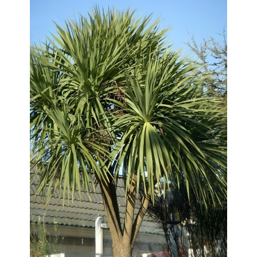 CORDYLINE australis