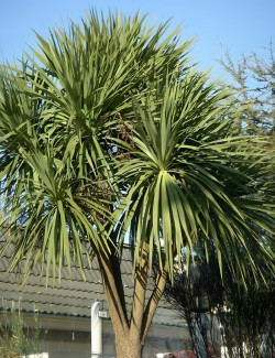 CORDYLINE australis