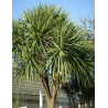 CORDYLINE australis